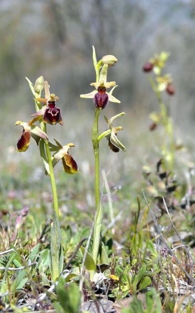 Ophrys precoci nellAbruzzo sud orientale 2022